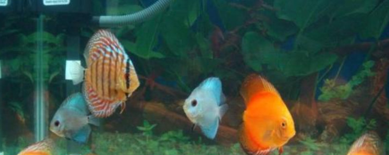 七彩神仙魚不吃食什么原因