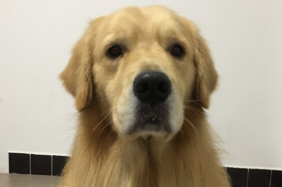 金毛犬性格溫順嗎，金毛是三大溫順犬之一