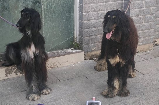 古牧犬智商排第幾，智商排名第63位
