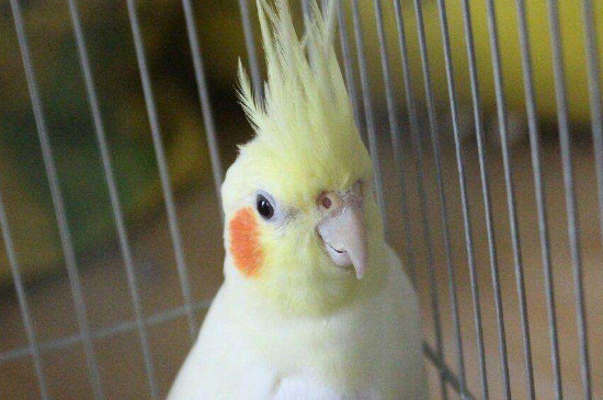 玄鳳鸚鵡壽命多少年