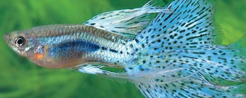 孔雀魚水霉病怎么治療