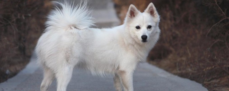 怎么訓(xùn)練銀狐犬，讓銀狐犬聽話的三大訓(xùn)練要點