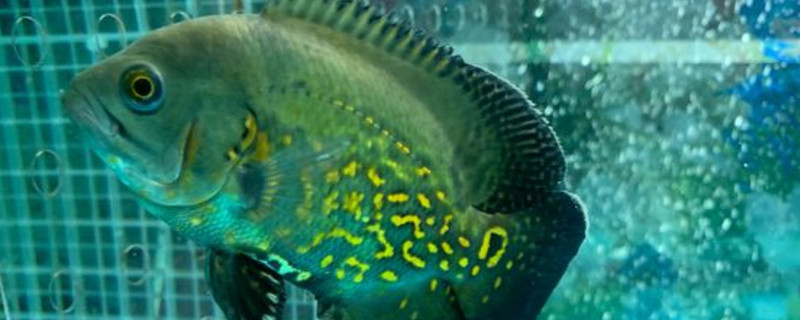 地圖魚喂面包蟲可以嗎
