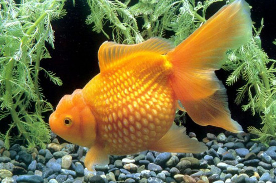 爛尾金魚能自愈嗎