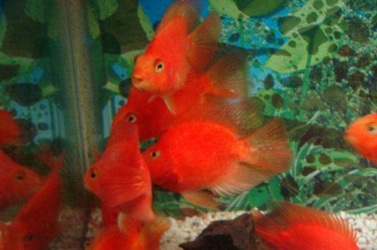 鸚鵡魚水溫過高會怎樣