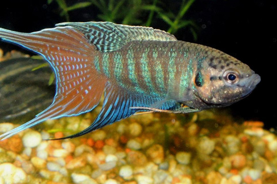 斗魚為什么只能養(yǎng)一只