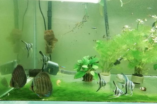 養(yǎng)神仙魚要注意什么
