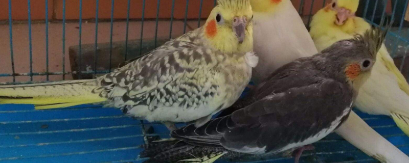 玄鳳鸚鵡感冒能自愈嗎