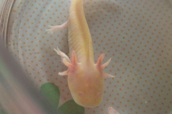 六角恐龍能和金魚一起養(yǎng)嗎