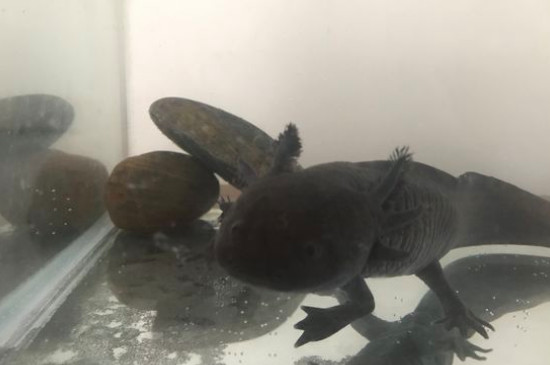 六角龍魚(yú)怎么繁殖