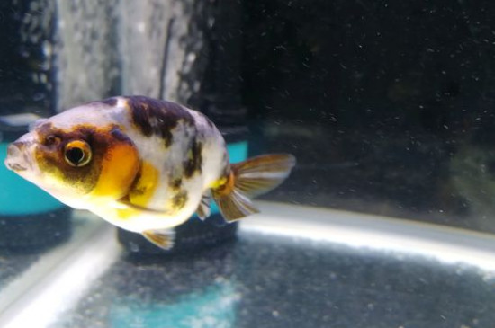 小金魚吃什么