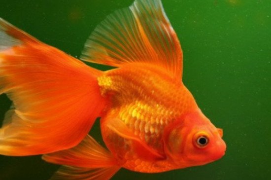 養(yǎng)金魚的方法和技巧