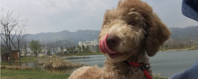 養(yǎng)巨貴犬注意事項(xiàng)