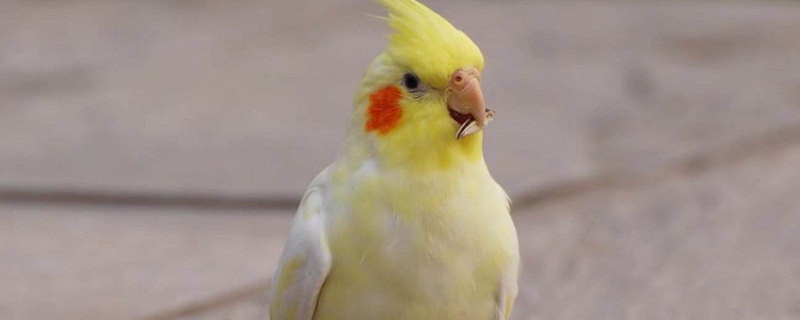 玄鳳鸚鵡飛走了會躲哪里