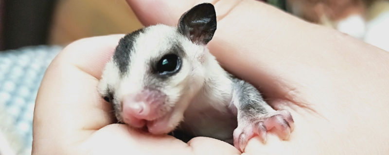 蜜袋鼯死前狀態(tài)