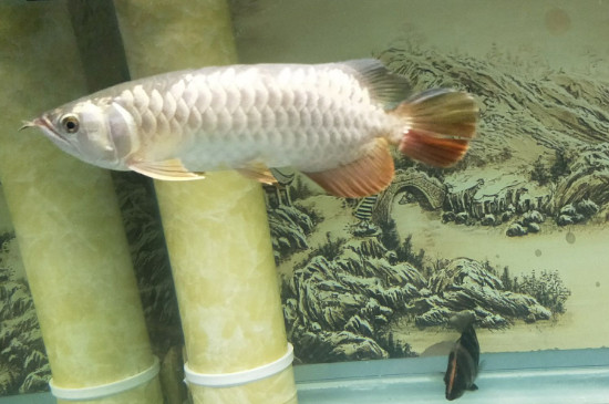 龍魚幾天喂一次，龍魚多久喂食一次比較好