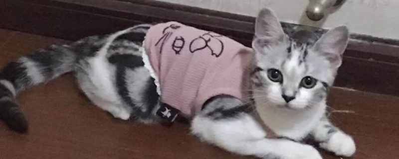 家里冷用不用給貓穿衣服
