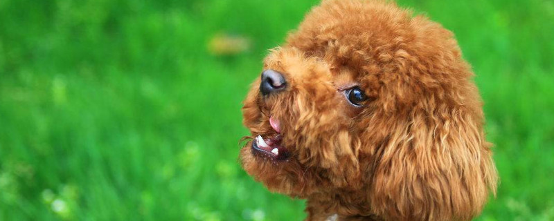 泰迪犬怎么訓(xùn)練