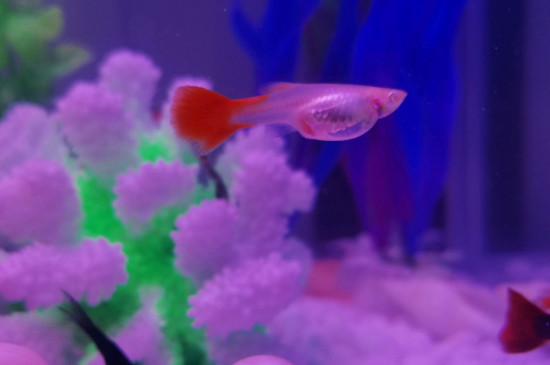 孔雀魚小魚苗怎么養(yǎng)