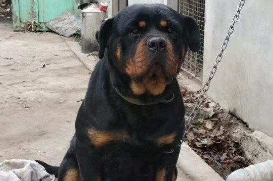 羅威納犬性格怎樣，羅威納各階段的性格