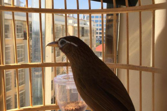 畫眉鳥(niǎo)不換毛怎么辦?