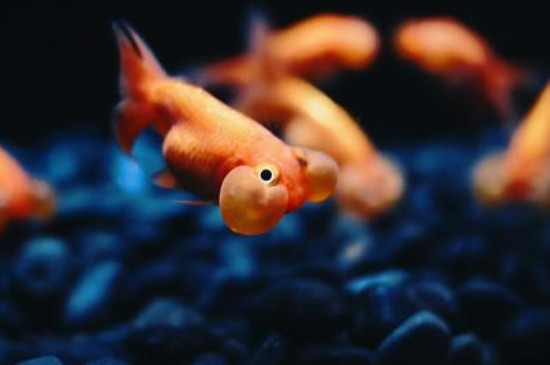 金魚是哪種魚培育出來的