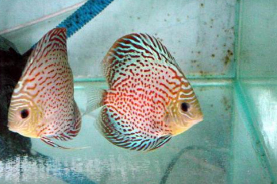 七彩神仙魚可以喂豐年蝦嗎