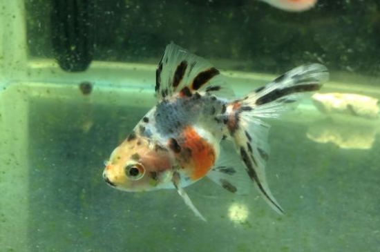金魚變黑是怎么治