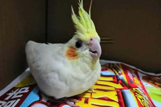 玄鳳鸚鵡不親人怎么辦