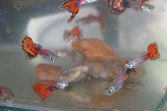 孔雀魚繁殖溫度多少合適