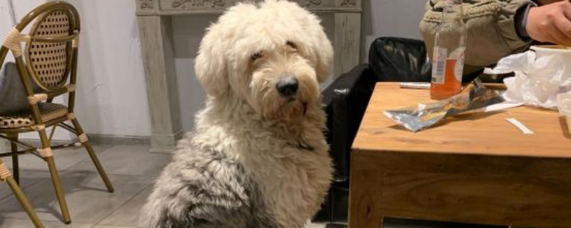 古牧犬掉毛厲害嗎