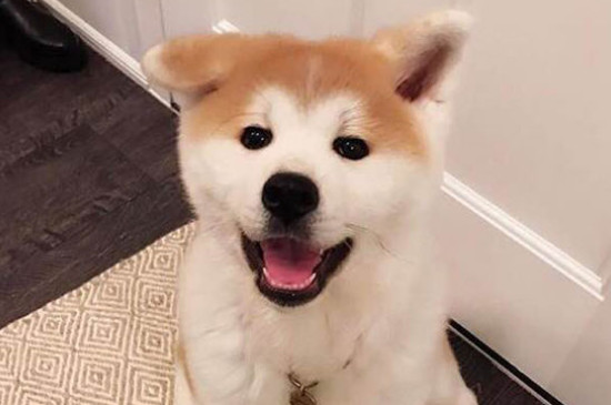 養(yǎng)秋田犬需要準(zhǔn)備什么