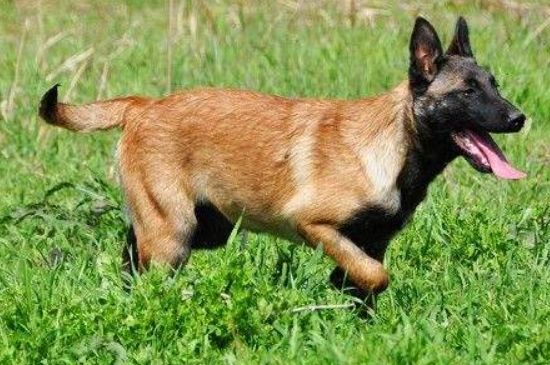 怎么樣提高馬犬的膽量，在適宜的環(huán)境下多與馬犬互動訓(xùn)練