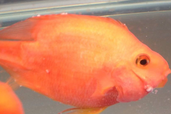 鸚鵡魚身上有白點怎么辦