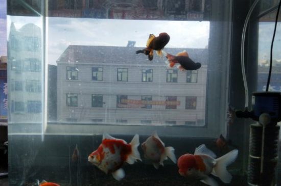 小金魚沒有飼料吃什么