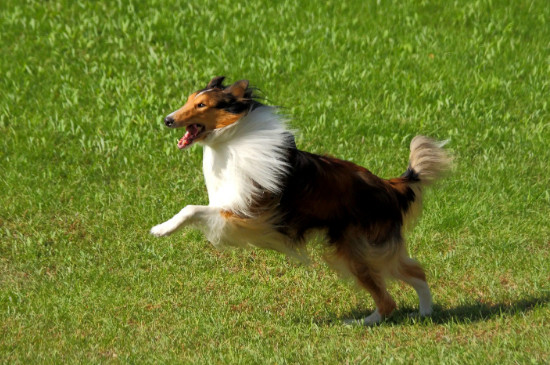牧羊犬的訓(xùn)練方法