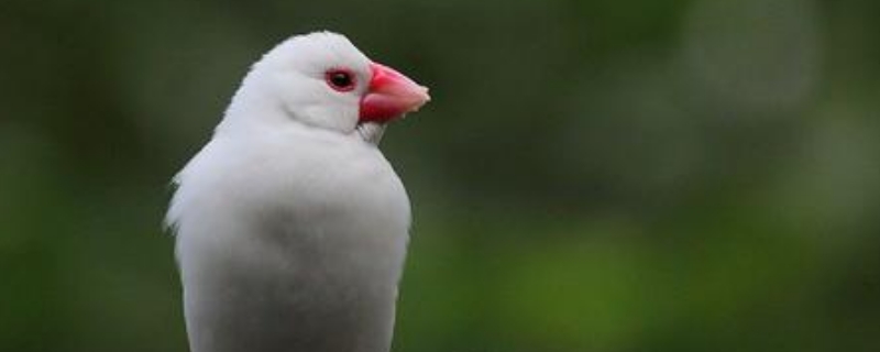 文鳥一籠養(yǎng)幾只合適