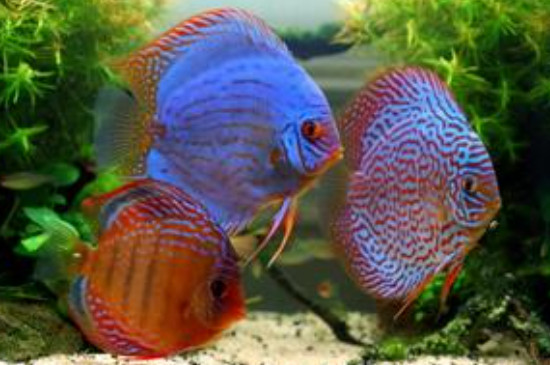 七彩神仙魚為什么變瘦就死