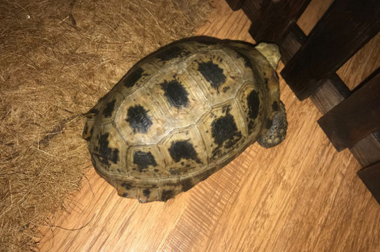 緬陸不吃龜糧怎么辦