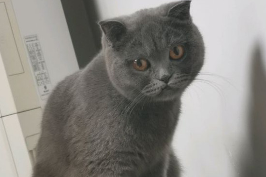 英短藍(lán)貓為啥愛咬人
