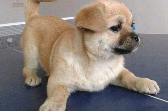 中華田園犬訓(xùn)練方法