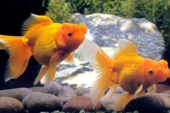 養(yǎng)金魚需要氧氣泵嗎，小金魚氧氣泵需要一直開嗎