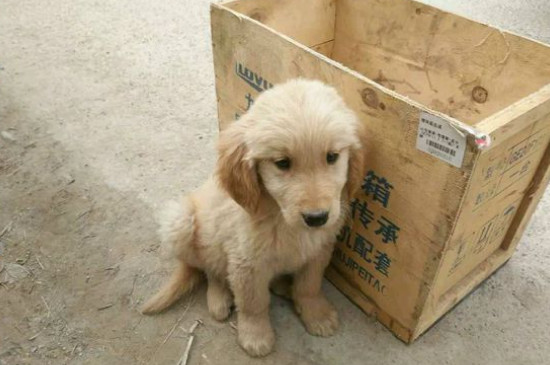 拉布拉多犬和金毛的區(qū)別