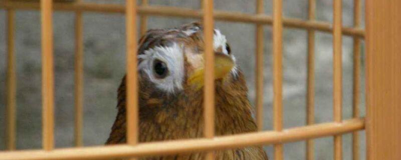 畫眉鳥飼養(yǎng)禁忌