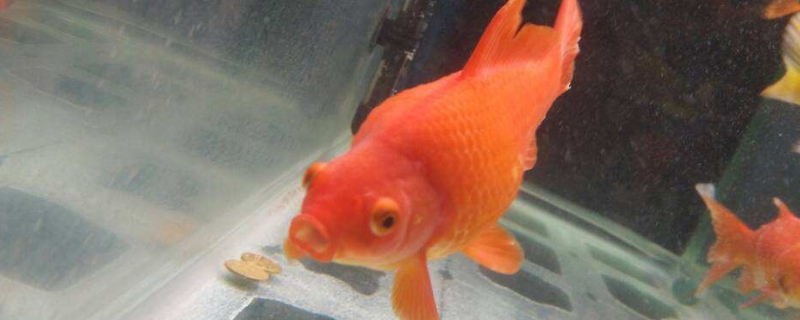金魚用加熱棒的好處