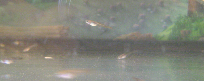鳳尾魚幼崽多久喂一次
