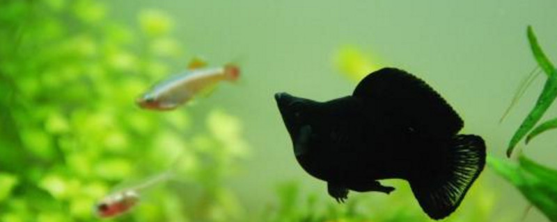 黑瑪麗魚為什么攻擊魚