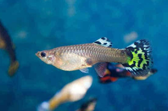 孔雀魚繁殖溫度多少合適