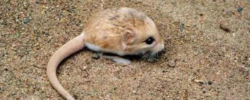 龍貓是兔子還是貓