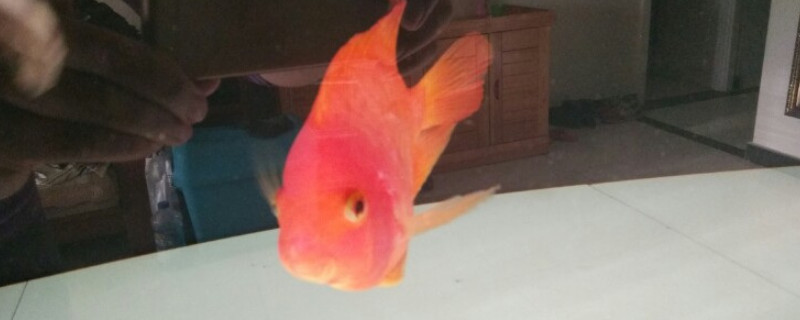 財神鸚鵡魚怎么養(yǎng)能起頭的